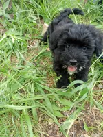 Buddy, a male Miniature Schnauzer and Havanese for sale in Gainesville, MO – 5 of 6