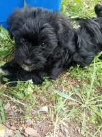 Buddy, a male Miniature Schnauzer and Havanese for sale in Gainesville, MO – 2 of 6