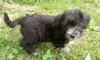 Bishop, a male Miniature Schnauzer and Havanese for sale in Gainesville, MO – 3 of 4