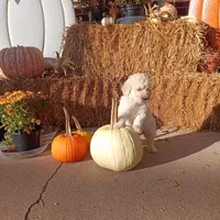 Theo, a male Goldendoodle for sale in Gainesville, MO – 9 of 10