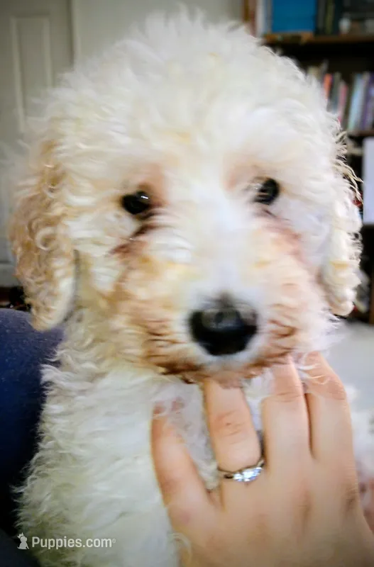 Theo – Goldendoodle puppy for sale in Gainesville, MO
