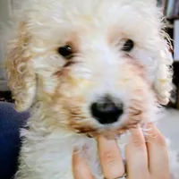 Theo, a male Goldendoodle for sale in Gainesville, MO – 1 of 10