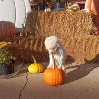 Theo, a male Goldendoodle for sale in Gainesville, MO – 8 of 10