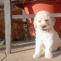 Theo, a male Goldendoodle for sale in Gainesville, MO – 3 of 10