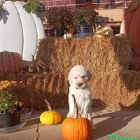Theo, a male Goldendoodle for sale in Gainesville, MO – 6 of 10