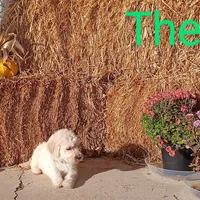 Theo, a male Goldendoodle for sale in Gainesville, MO – 5 of 10