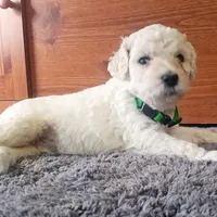 Theo, a male Goldendoodle for sale in Gainesville, MO – 2 of 10