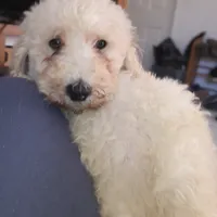 Theo, a male Goldendoodle for sale in Gainesville, MO – 10 of 10