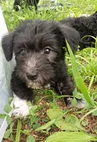 Bruce, a male Miniature Schnauzer and Havanese for sale in Gainesville, MO – 3 of 4