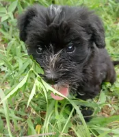Brody , a male Miniature Schnauzer and Havanese for sale in Gainesville, MO – 2 of 4