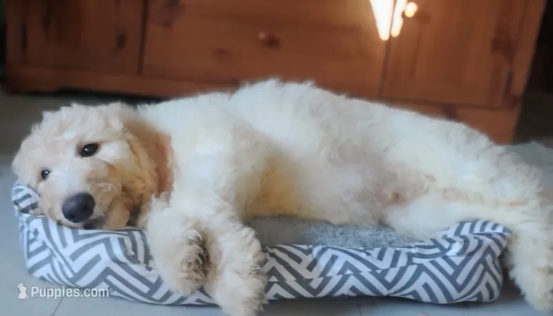 Charlie               HYPOALLERGENIC  – Goldendoodle, Poodle - Standard  puppy for sale in Gainesville, MO