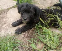 Blythe, a male Miniature Schnauzer and Havanese for sale in Gainesville, MO – 1 of 2