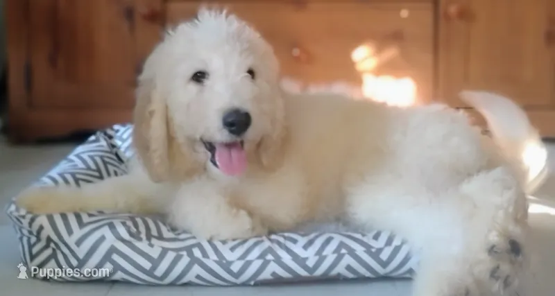 April Rose            HYPOALLERGENIC  – Goldendoodle, Poodle - Standard  puppy for sale in Gainesville, MO