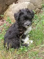 Bishop, a male Miniature Schnauzer and Havanese for sale in Gainesville, MO – 4 of 4