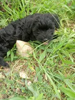 Bryton, a male Miniature Schnauzer and Havanese for sale in Gainesville, MO – 4 of 4