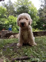 Remi, a male Goldendoodle and Poodle - Standard  for sale in Gainesville, MO – 1 of 3