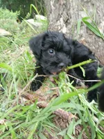 Bryton, a male Miniature Schnauzer and Havanese for sale in Gainesville, MO – 3 of 4