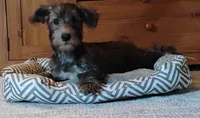Bruce                 HYPOALLERGENIC , a male Miniature Schnauzer and Havanese for sale in Gainesville, MO – 4 of 9