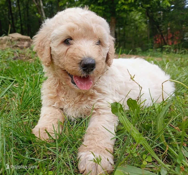 Samantha , a female Goldendoodle and Poodle - Standard  for sale in Gainesville, MO – 1 of 4