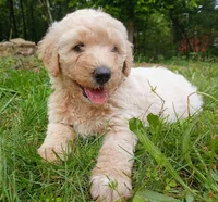 Samantha , a female Goldendoodle and Poodle - Standard  for sale in Gainesville, MO – 1 of 4