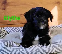 Blythe        HYPOALLERGENIC , a male Miniature Schnauzer and Havanese for sale in Gainesville, MO – 10 of 10