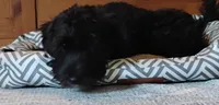 Buddy               HYPOALLERGENIC , a male Miniature Schnauzer and Havanese for sale in Gainesville, MO – 3 of 10