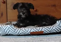 Blythe        HYPOALLERGENIC , a male Miniature Schnauzer and Havanese for sale in Gainesville, MO – 2 of 10