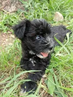 Brody , a male Miniature Schnauzer and Havanese for sale in Gainesville, MO – 3 of 4