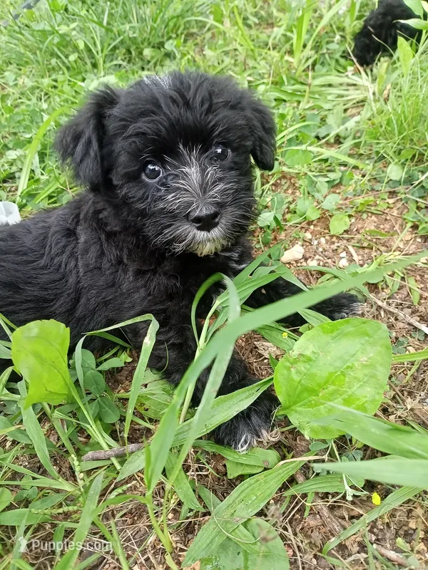Brody  – Miniature Schnauzer, Havanese puppy for sale in Gainesville, MO