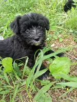 Brody , a male Miniature Schnauzer and Havanese for sale in Gainesville, MO – 1 of 4