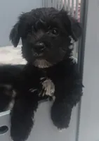 Bryton, a male Miniature Schnauzer and Havanese for sale in Gainesville, MO – 2 of 4