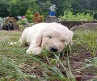 April Rose, a female Goldendoodle and Poodle - Standard  for sale in Gainesville, MO – 1 of 2