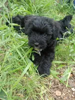 Buddy, a male Miniature Schnauzer and Havanese for sale in Gainesville, MO – 3 of 6