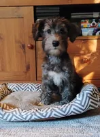 Bruce                 HYPOALLERGENIC , a male Miniature Schnauzer and Havanese for sale in Gainesville, MO – 5 of 9