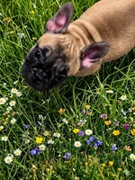 Pretty girl Rose, a female French Bulldog for sale in Edison, NJ – 2 of 6