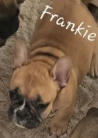 Frankie, a male French Bulldog for sale in Edison, NJ – 5 of 5
