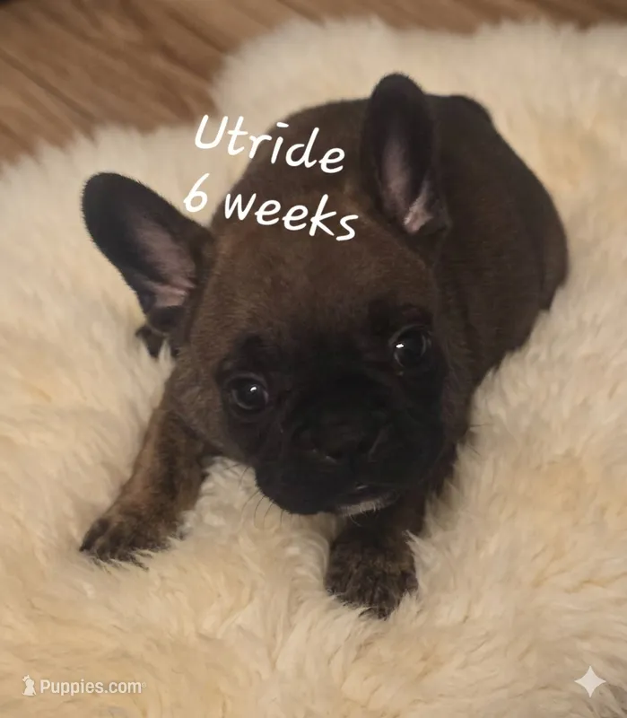 Utride – French Bulldog puppy for sale in Edison, NJ