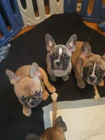 Ashley aka Drip, a female French Bulldog for sale in Edison, NJ – 6 of 8