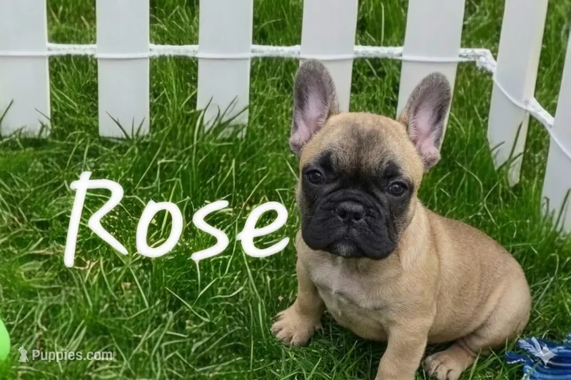 Pretty girl Rose – French Bulldog puppy for sale in Edison, NJ