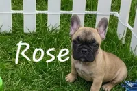 Pretty girl Rose, a female French Bulldog for sale in Edison, NJ – 3 of 6