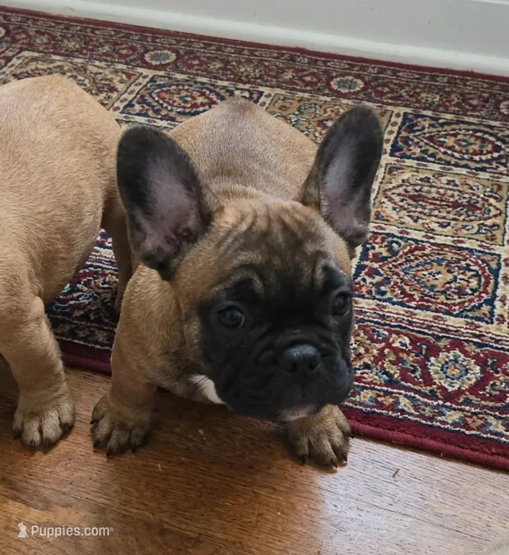 Chestnut aka Utride – French Bulldog puppy for sale in Edison, NJ
