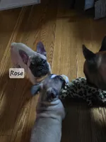 Pretty girl Rose, a female French Bulldog for sale in Edison, NJ – 5 of 6