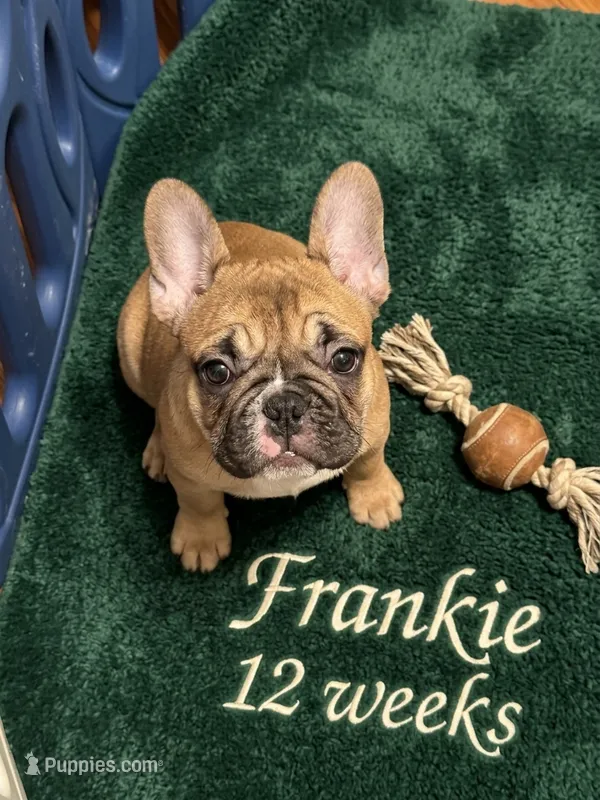 Frankie – French Bulldog puppy for sale in Edison, NJ