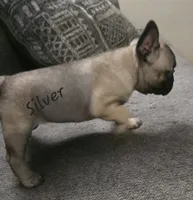 Silver, a female French Bulldog for sale in Edison, NJ – 2 of 2