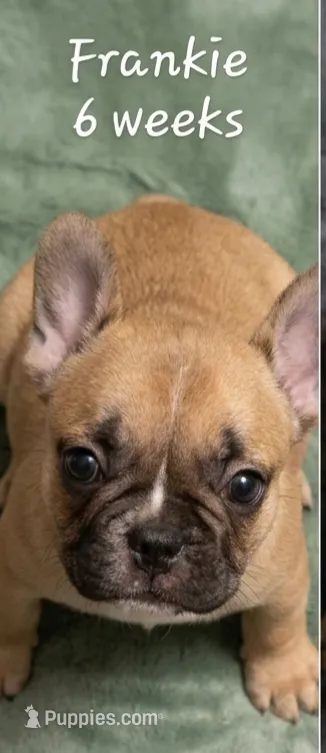 Frankie – French Bulldog puppy for sale in Edison, NJ