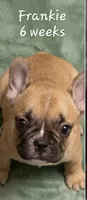 Frankie, a male French Bulldog for sale in Edison, NJ – 2 of 5