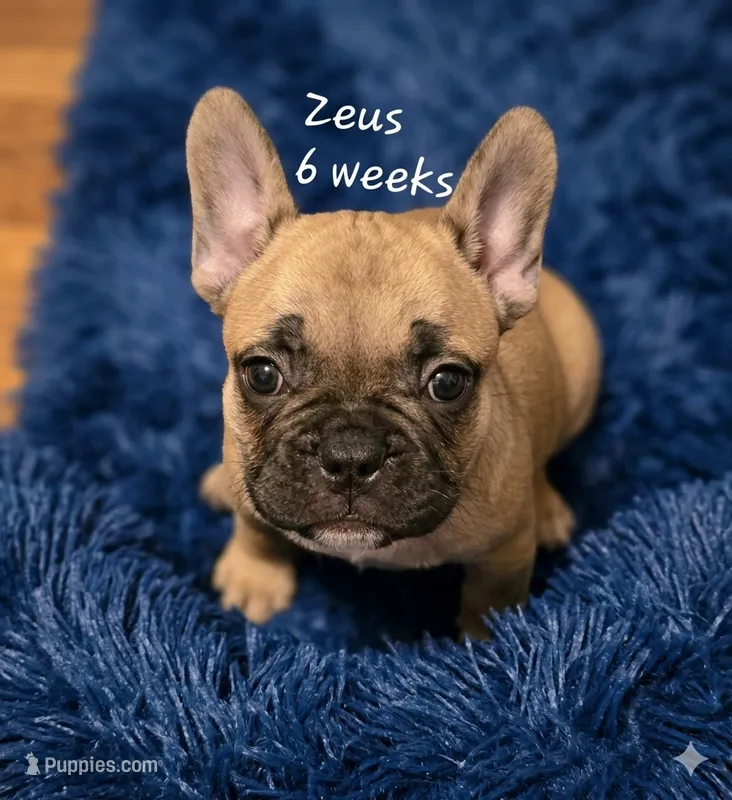 Zeus – French Bulldog puppy for sale in Edison, NJ