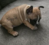Biggie Smalls, a male French Bulldog for sale in Edison, NJ – 2 of 2