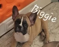 Jimmy aka Biggie, a male French Bulldog for sale in Edison, NJ – 4 of 4