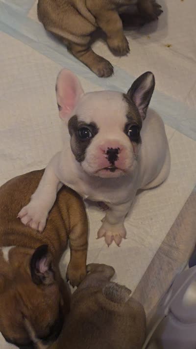 Agnes Piglet, a female French Bulldog for sale in Edison, NJ – 2 of 2